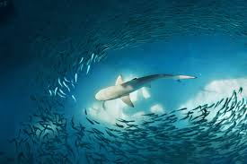 It's a divers paradise but also a huge hub for massive groups of hammerhead sharks. Shark Diving The 13 Best Dive Sites In The World