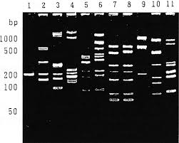 Sequence And Expression Of A Candidate For The Human Secretor Blood Group  Α(1,2)Fucosyltransferase Gene (Fut2): Homozygosity For An  Enzyme-Inactivating Nonsense Mutation Commonly Correlates With The Non- Secretor Phenotype - Sciencedirect
