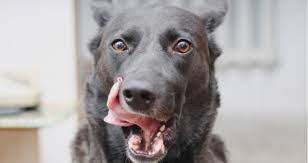 Should I Be Concerned About My Dog Licking His Lips Petcoach