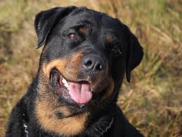 Bieten hier einen kleinen rollkoffer( leider ist der rv nicht mehr ganz in ordnung aber zum. Rottweiler Rassebeschreibung Wesen Haltung Und Pflege