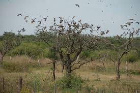 Dove Hunting In Argentina La Macarena Lodge Cordoba Dove Hunting Hunting La Macarena