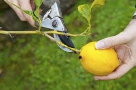 With a little care they can produce large harvests for decades.the only real w. Cutting Back Lemon Trees Learn When And How To Prune A Lemon Tree