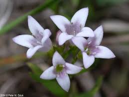 Image result for Cyanotis longifolia