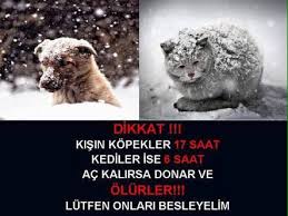 Kedi Bilgi Gunlugu