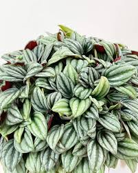 Image result for Peponium sp. A