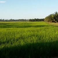 This opens in a new window. Sawah Padi Merlimau