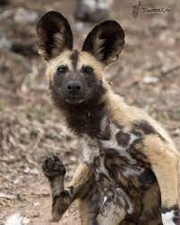 An African Wild Dog Caught Mid Itch South Africa Photo By Stuart Buy African Wild Dog African Painted Dog Wild Dogs African