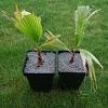 They will thrive in desert climates as well as coastal and inland climates and tolerate a wide range of soil conditions. 1