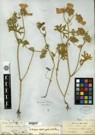 Image result for Sida chrysantha