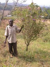 Image result for Tephrosia vogelii