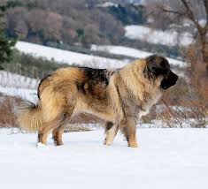 Russian Bear Dog A Complete Guide To The Caucasian Shepherd