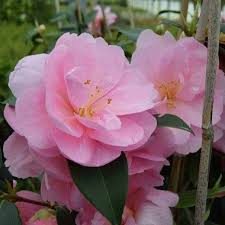 Camellia X Williamsii Donation Different Types Of Flowers Types Of Flowers Flowers