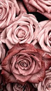 Iuknot artificial rose 10pcs open flower bouquet faux rose stems for wedding arrangement, . Beautiful Iphone Rose Gold Aesthetic Flower Wallpaper Novocom Top
