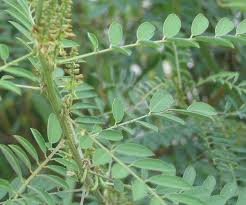 Image result for Indigofera ormocarpoides