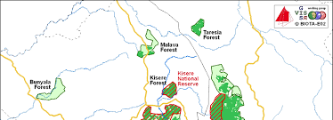 Image result for Landolphia eminiana