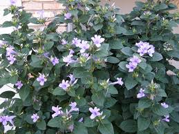 Image result for Barleria cristata