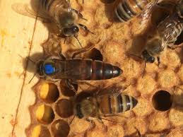 We ship queens once per week. 2021 Carniolan Queen Bee Honeyfields Bee Farm