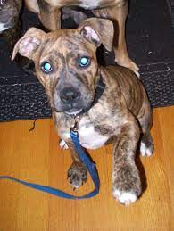 She Is A Brindle Pit Boxer Mix Pitbull Mix Puppies Brindle Boxer Pitbull Puppies