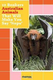 10 Unbelievable Australian Animals That Should Stay There In 2021 Australian Animals Scary Animals Australia Animals