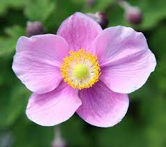 Anemone Hupehensis Var Japonica Splendens Japanese Anemone Japanese Anemone Anemone Flower Anemone