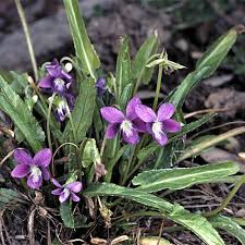 Free shipping on qualified orders. Viola Betonicifolia Growing Native Plants