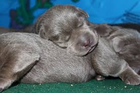 Explore 72 listings for labrador puppies 4 weeks old at best prices. Silver Labs 4 Weeks Old Silver Labs For Sale Dog Training Dog Boarding Serenity Ranch Kennels