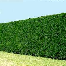 Le cyprès supporte bien les coupes (attention de ne pas tailler dans le vieux bois) et repousse plutôt vite. Cypres 2001 Vente En Ligne De Plants De Cypres 2001 Pas Cher Leaderplant