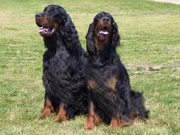It is silky, glossy, and soft. Hi Guys Here Is A Gordon Setter Club Of Victoria Inc Facebook