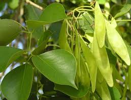 Image result for Dalbergia sissoo
