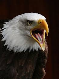 Pin By Yalcin Gravur Cam Isleme On Imagens Diversas In 2020 Bald Eagle Eagle Pictures Eagles