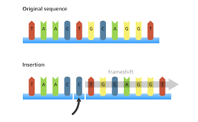 What Types Of Mutation Are There Facts Yourgenome Org