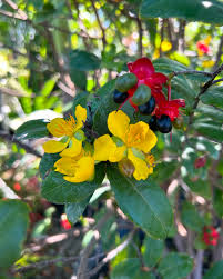 Image result for Ochna serrulata