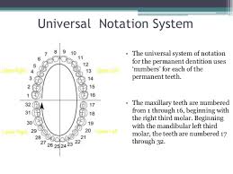 Universal Tooth Numbering System Chart Tooth Numbers Canada