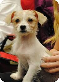 Jack Russell Terrier Mix Black And Brown Pet Not Found Kitten Adoption Puppy Adoption Pets