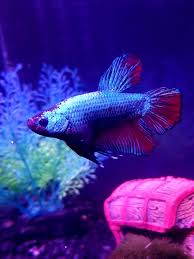 .butterfly betta, copper betta, double tail betta, female betta, halfmoon betta | 23 comments. Hello Everyone Meet Titan The Halfmoon King Betta Bettafish