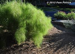 Agave have tall, spiky blooms. Plant This Bamboo Muhly For Foliage Follow Up Digging