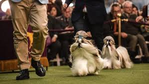 Fox news follows a norwich terrier named elizabeth taylor and her owner, denis johnson, through her grooming regimen hours before her debut at the westminster dog show. Westminster Dog Show S Best In Show Award Goes To Siba A Standard Poodle Cnn
