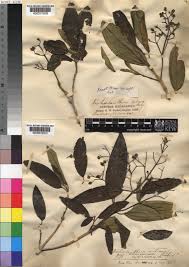 Image result for Dichaetanthera