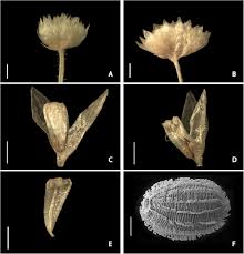 Image result for Syngonanthus poggeanus