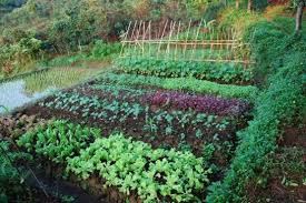 Lihat ide lainnya tentang kebun sayur, kebun, sayuran. A Place To Relax In Nature In Bogor