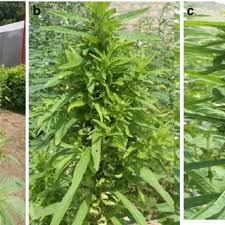 Image result for Sclerocarpus africanus