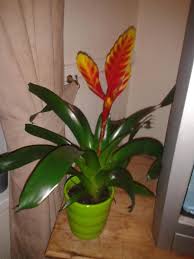 We did not find results for: Ask A Question Forum Bromeliad Vriesea Flaming Sword Garden Org
