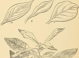 Image result for Teedia lucida