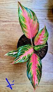 Aglaonema Pink Sunset In 2021 Pretty Plants Colorful Plants House Plants