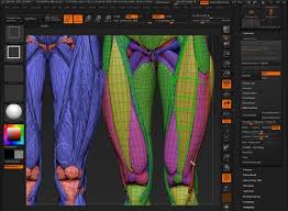 Zbrush 4r6 Zremesher Tutorial Zbrush Tutorial Zbrush Zbrush Anatomy