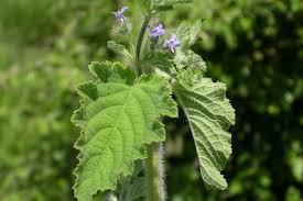 Image result for Mesosphaerum suaveolens