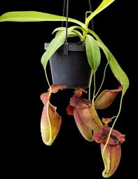 Image result for Nesaea spathulata