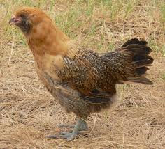 Check spelling or type a new query. How Many Chickens Should I Get