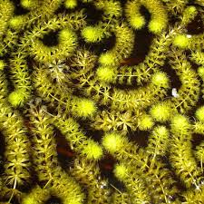 Image result for Aldrovanda vesiculosa