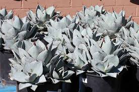 Image result for Thesium pygmaeum